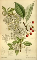 Prunus pensylvanica, Rosaceae